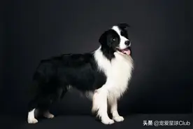 最有活力的七种狗狗图片