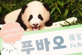 节目不播了！韩国艺人徒手摸大熊猫遭抵制，相关方最新回应图片