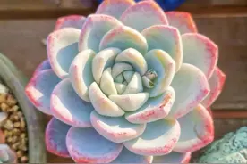 告别鼠年，启程牛年，多肉与你同行在南方的天空下图片