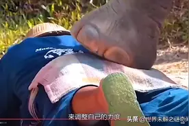 大象按摩，狗犁田，猴子端茶点菜，这些动物“成精”了图片