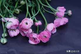 如果，你放不下一个人，那就“顺其自然”吧图片