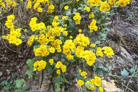 此花开尽更无花(散文）图片