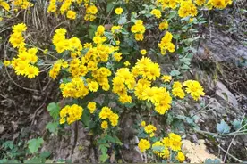 此花开尽更无花(散文）图片