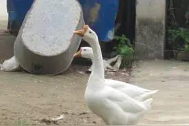 镇宅看家神兽——父亲养的两只夫妻大白鹅图片