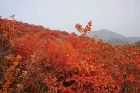深秋的舞彩浅山，颜值爆棚了！图片