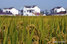 2021年水稻种植补贴最新政策：每亩补贴多少钱？图片