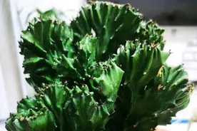 盆景玉麒麟，越养越瘦太难看，避开养护“误区”，肥肥胖胖美回来图片