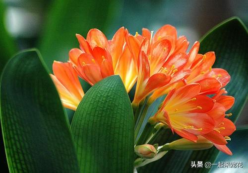 浇花别只用啤酒，掺上1种东西，四季油绿不黄叶，开花也多