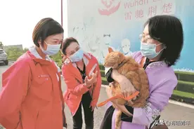 护士在雷神山医院捡到一只喵，一年后变“雷神猪”图片