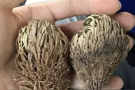 石缝里的“还魂草”，也被称为“卷柏”，看着像枯草，却珍贵！图片