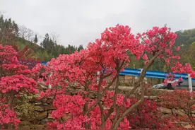 河南 新县：十里杜鹃映卡房图片