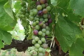 葡萄进入转色期的关键五要素图片