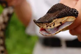 竹叶青是国内垫底的毒蛇？可别小瞧了它，单论毒性比五步蛇还要强图片