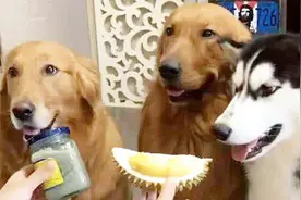 狗可以吃榴莲吗 榴莲那么贵还是留着自己吃吧 狗狗不宜多吃