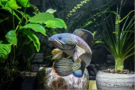 水族市场的秘密：同品种的观赏鱼，价差为何如此之大？图片