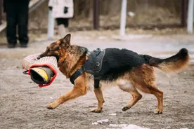 那些被淘汰的警犬，最后都去哪儿了图片