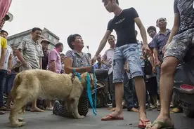 “爱狗人士”救狗的背后，究竟是出于爱心还是另有图谋？图片