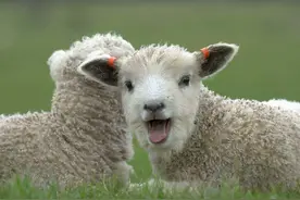 羊发烧不吃东西怎么办？羊发烧了如何进行退烧？本文有好方法图片