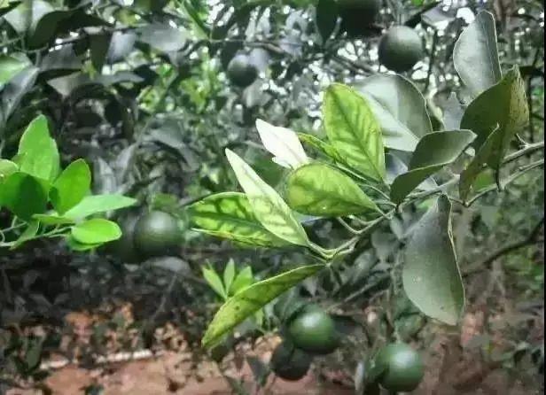 銆屽啘鍖栫鏅€嶆鐗╃己绱犲師鍥犲強 妞嶇墿缂虹礌鐥囩姸瀵圭収琛? onerror=