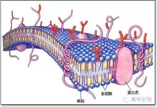 「期末考有救了」考试必备生物计算公式，还不收着？