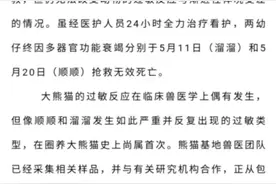 “严重过敏”“史上首次”，成都大熊猫基地公布两只大熊猫死因图片