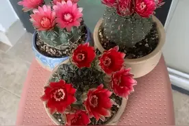 养好绯花玉，记住3点，能开好几茬，色彩鲜艳球体更胖图片
