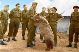 二战时一头乘风破浪的熊：会抽烟喝酒，还能帮士兵搬炮弹图片