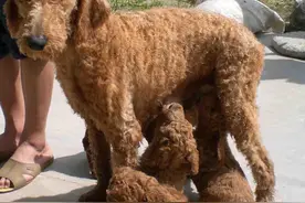 小宝宝在巨型贵宾犬怀里甜蜜入睡，紧抱着"毛茸被子"太幸福图片
