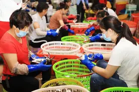 东海开渔系列调查｜赶海人的秋天图片