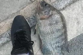 深圳终于找到一个免费钓鱼的水库了，今晚的伙食有着落了图片