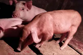 猪打喷嚏是什么原因？引起猪打喷嚏有哪些原因？都总结在这了图片