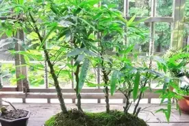 居无竹？不能忍！盆栽这4款，好看又好养，还能慰藉心灵图片