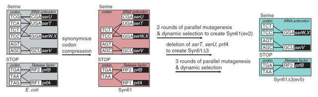 上帝之手！改写遗传密码，在蛋白质中加入新的非天然氨基酸