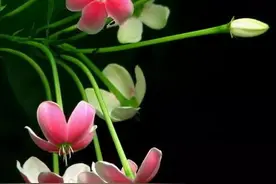 『收藏』园林绿化常用藤本植物图片