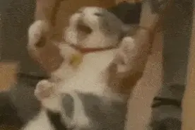 沙雕小动物动图表情图片