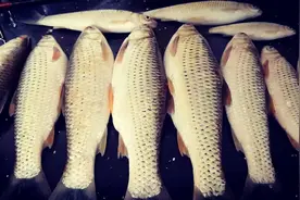 广东夏季用这种方法钓赤眼鳟鱼手感超好而且鱼获多多，赶快来看看图片