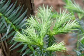 诗词与中医｜松叶堪为酒，春来酿几多——中药松针有何妙用？图片