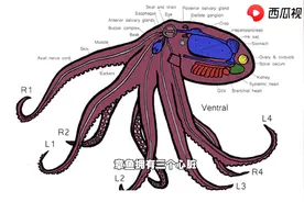 章鱼的智商有多高？神经系统有多复杂？看西瓜视频了解冷门知识图片