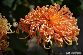 盘点菊花四大品种，附：开花时间图片