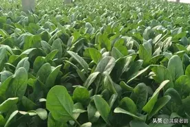 中秋节后还有哪几种蔬菜可以种？种菜能手告诉你该种啥菜图片