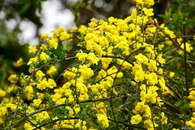 野迎春（云南黄素馨）的养殖，迎春花和野迎春的区别。图片