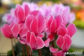 䗁吖虫是什么动物？图片