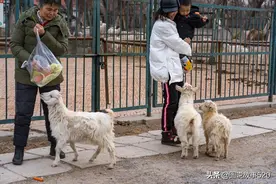 动物园见到这样一群小羊羔：像小孩贪吃调皮，对游客“死缠烂打”图片
