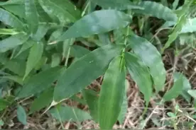 这种草能泡水喝，见了要采摘点哦图片