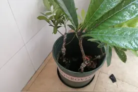 2年生的枇杷苗，正逢移植的季节，如何进行换盆栽种图片