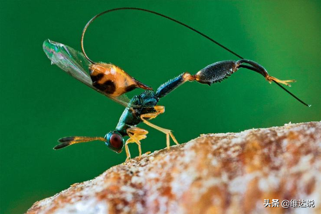 万万没想到，自然界那些诡计多端的寄生生物丝毫不逊色“寄生兽”