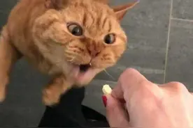 如何给猫咪，挑选一款美味猫零食？图片