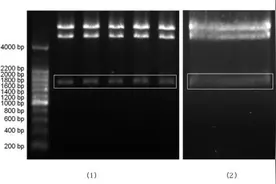 质粒DNA提取及琼脂糖凝胶电泳——万融实验图片