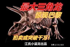 最大三角龙将被拍卖，估价超过千万图片