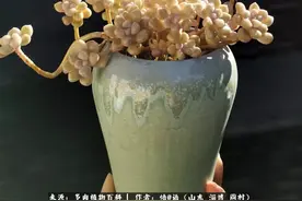 时光你慢些，再感受一下多肉小院的欢乐时光图片